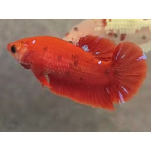 Female Red Purple 4