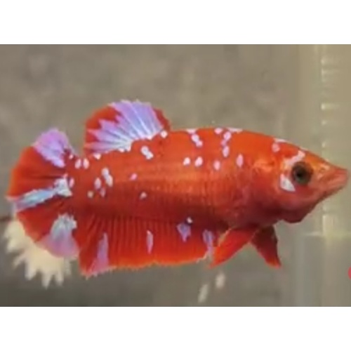 Female Red Purple 5