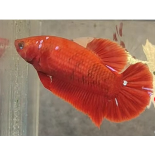 Female Red Purple 6