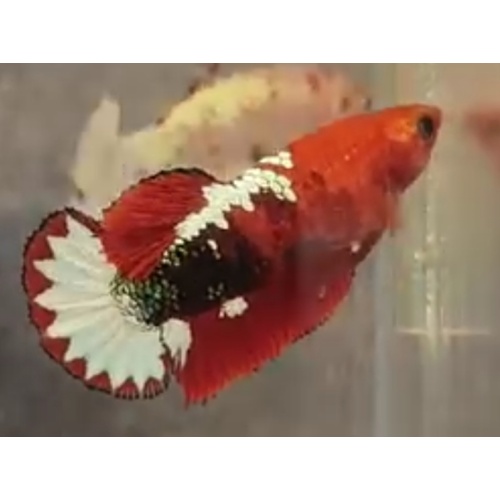 Female Red FCCP Sakura 2