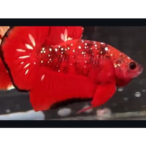 Red Gold Glitter Black Wash