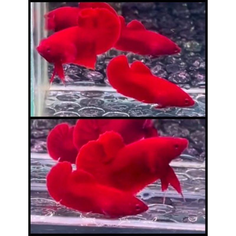 Pair Super Red