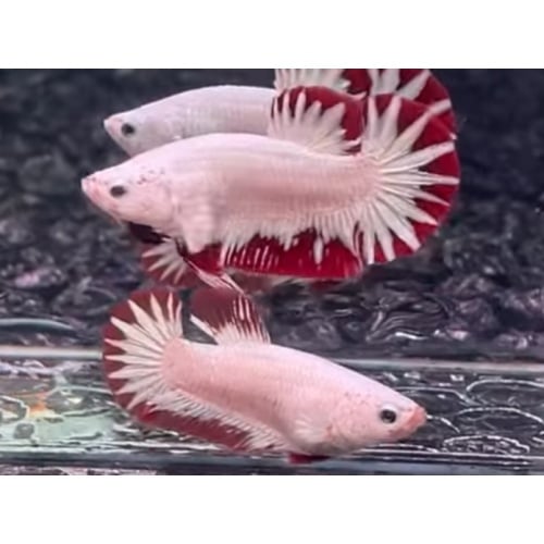 Pair Red Snow Star