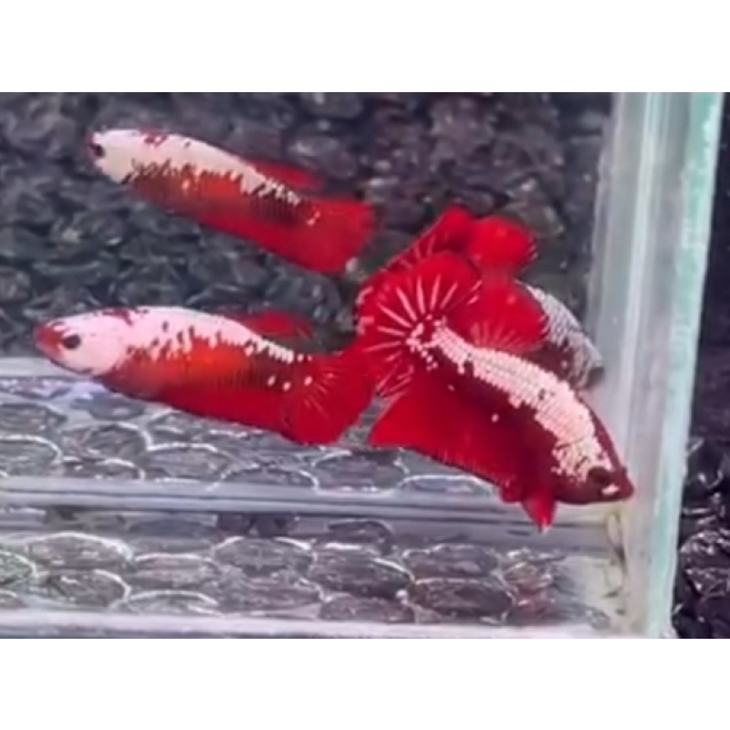 Pair Red Samurai