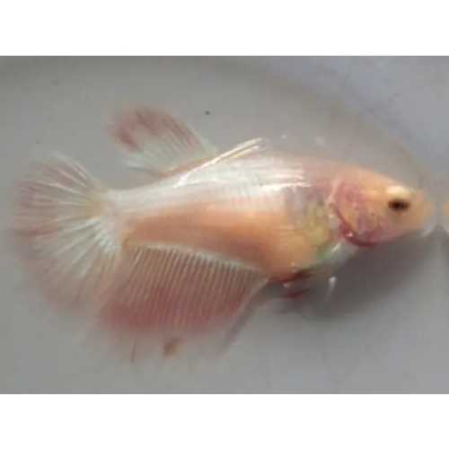 Female Pink Peach