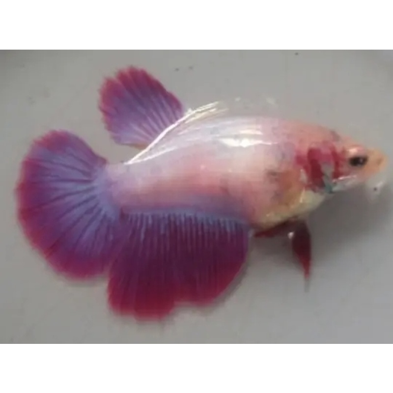 Female Red Purple