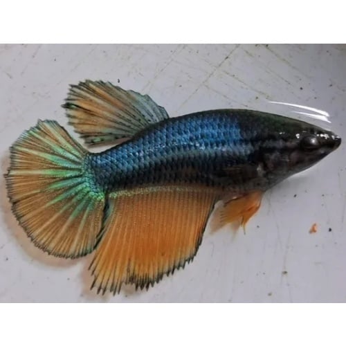 Female Turquoise Yellow