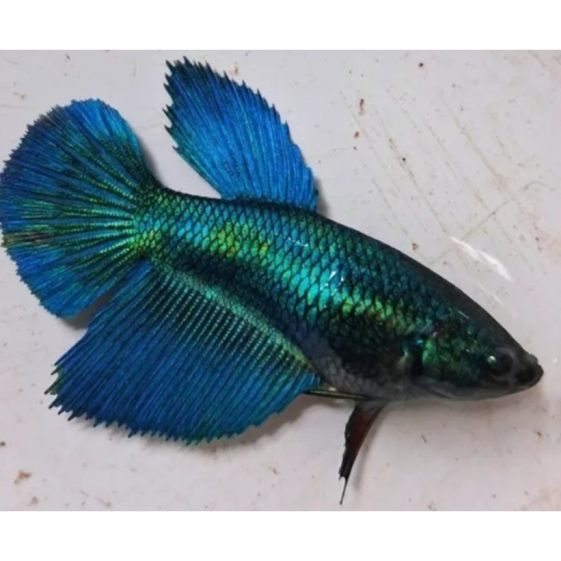 Female Green Turquoise