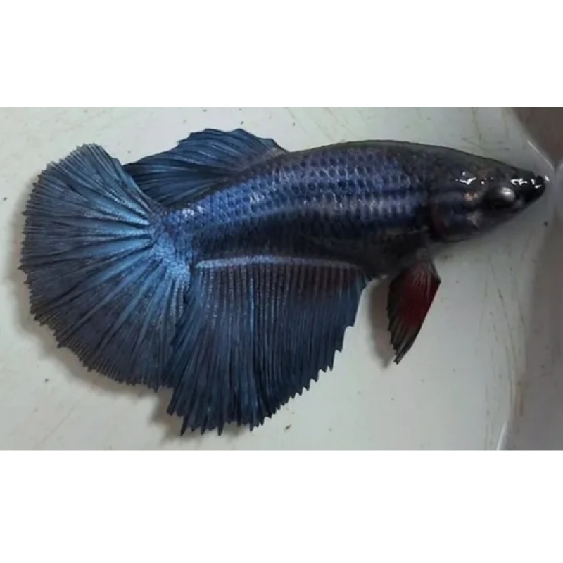 Female Steel Blue