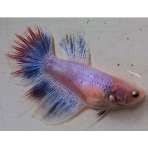 Female Tricolor Combination