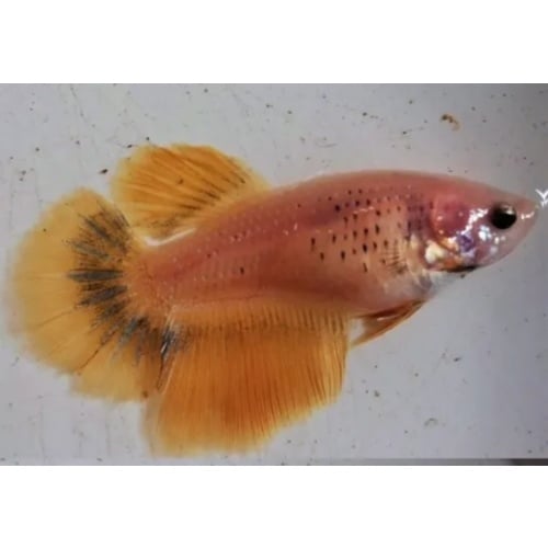 Female Sweet Yellow