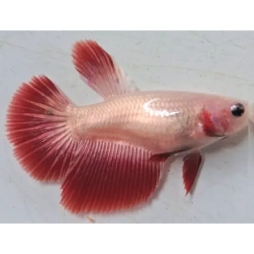 Female Red Dragon