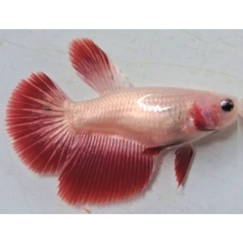 Female Red Dragon
