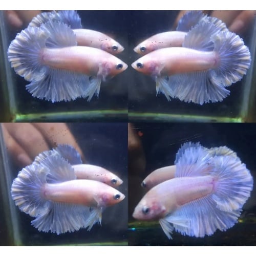 Beautiful Alicorn Rosetail