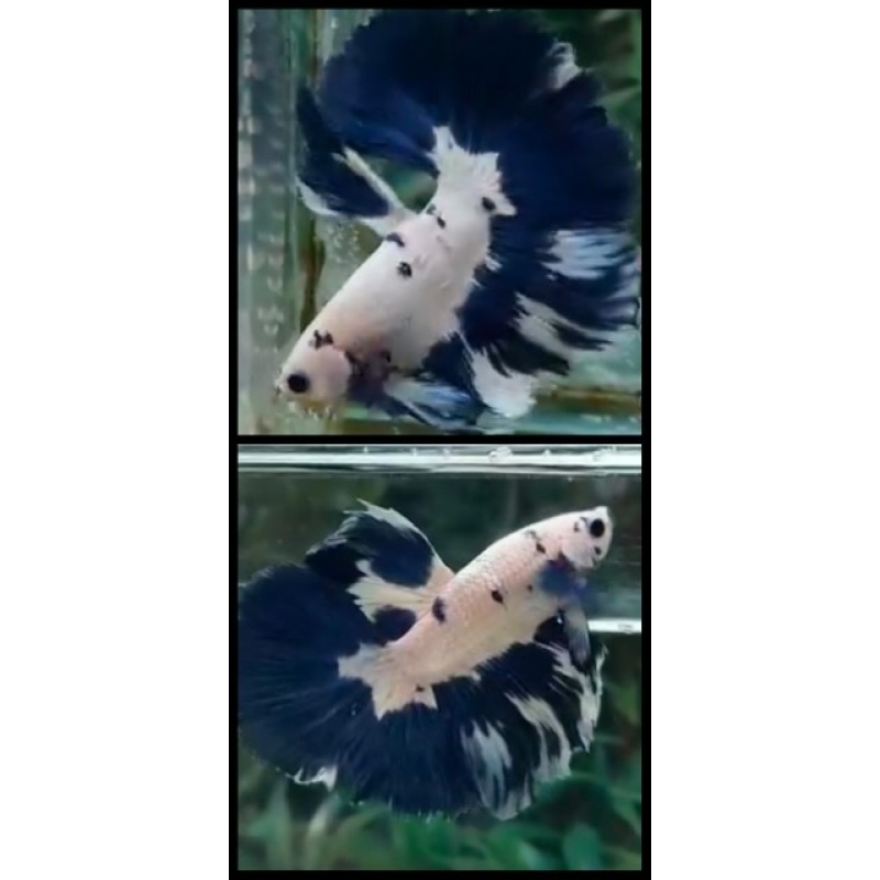 Beautiful Marble Blue