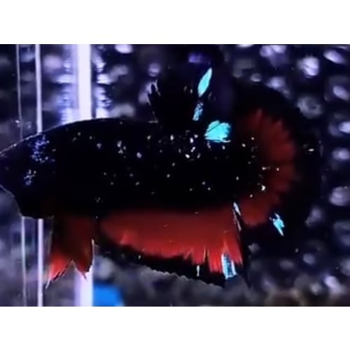 Avatar Sparkling Vampire