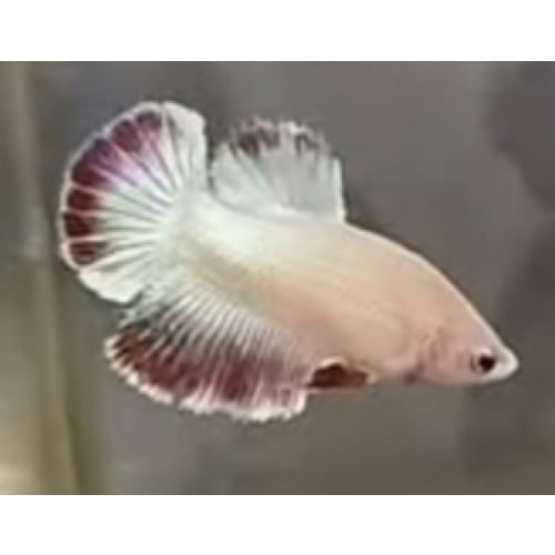 Female Red Combi