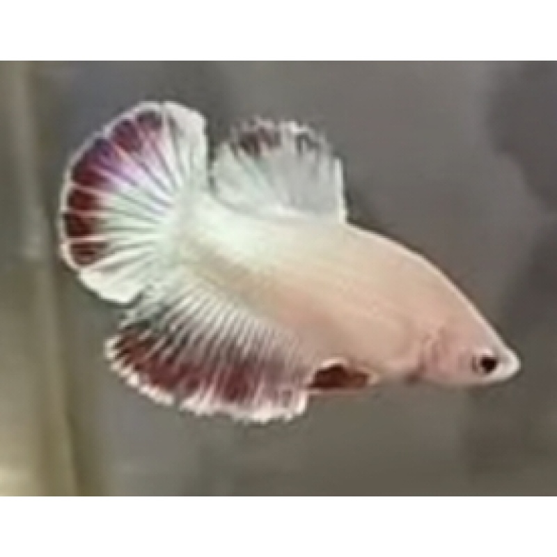 Female Red Combi