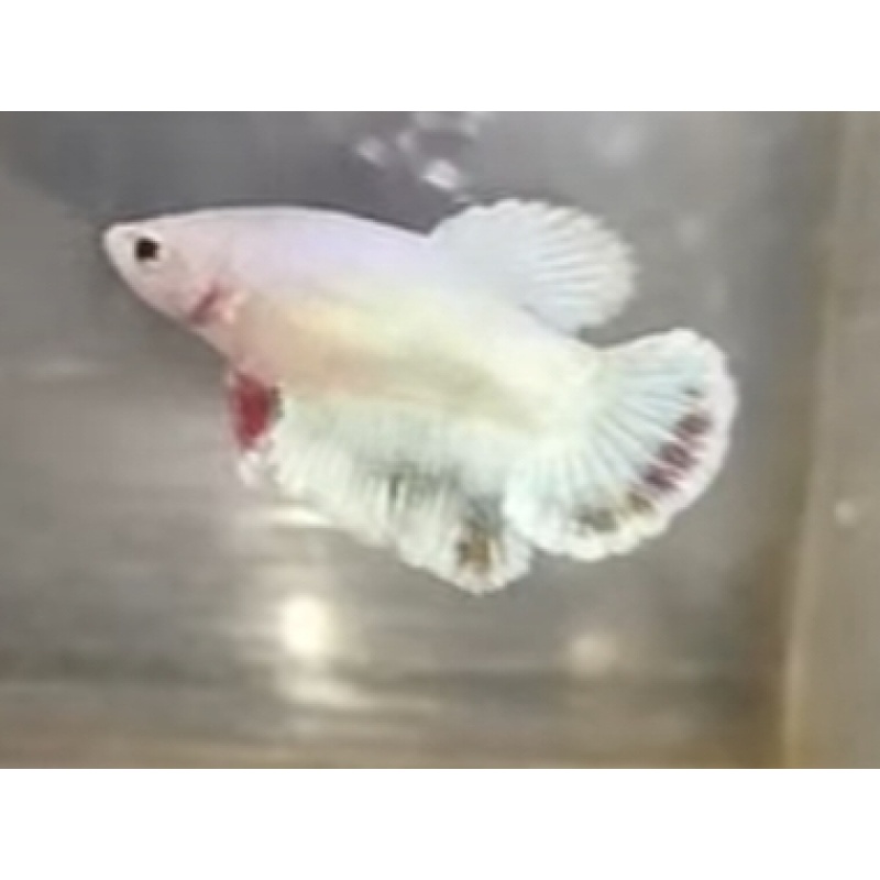 Female Sweet Dragon