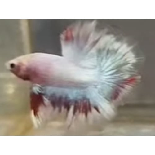 Unicorn Beautiful
