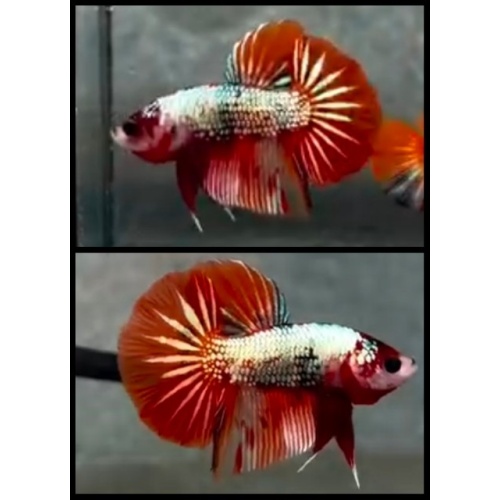 Metallic Nemo Copper