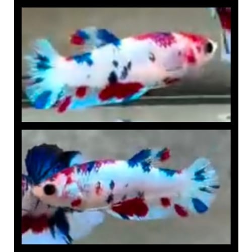 Female White Multicolor