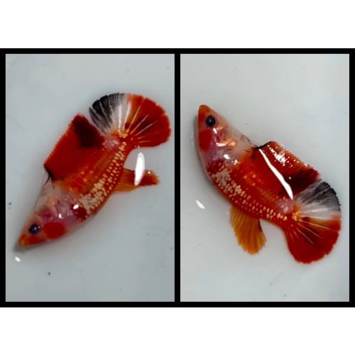Female Nemo Copper