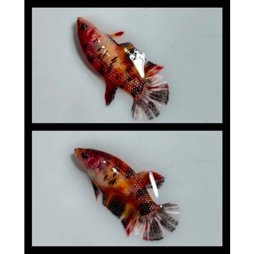 Female Metallic Copper 1