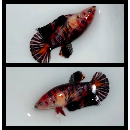 Female Metallic Copper 2