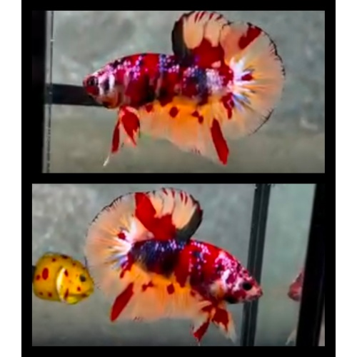 Multicolor Metallic Nemo