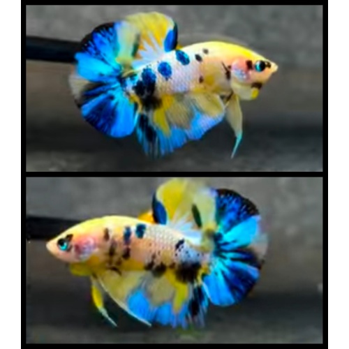 Multicolor Metallic Yellow