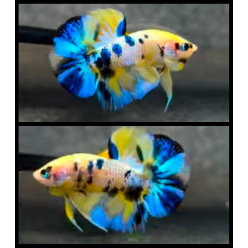 Multicolor Metallic Yellow