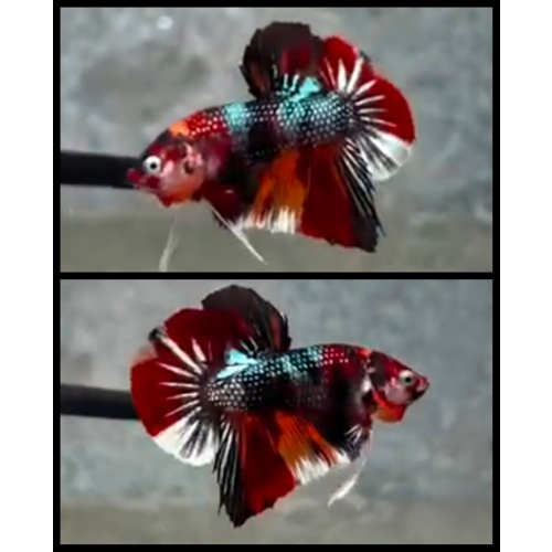 Multicolor Metallic Copper