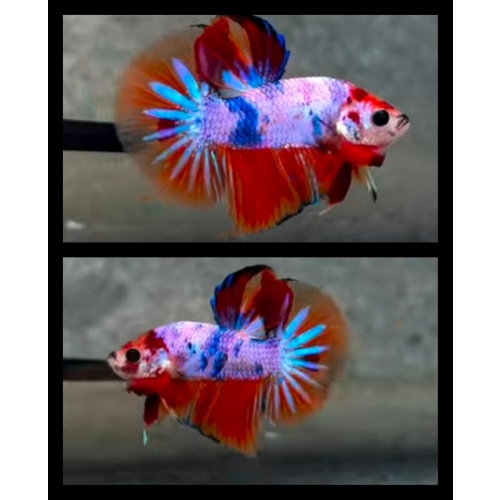 Nemo Candy Big Tail