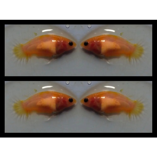 Female Classic Yellow