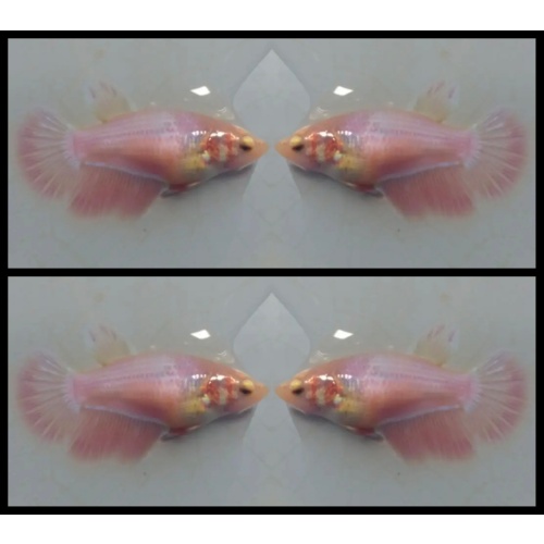 Female Sweet Pink