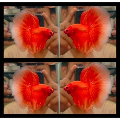 Sweet Orange