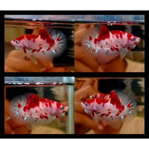 Red Koi Classic