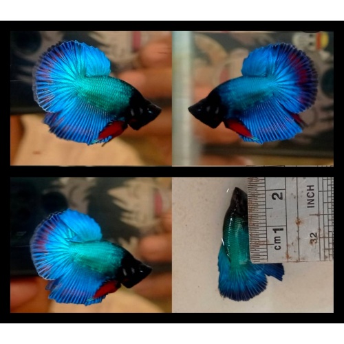 Unique Dolphin Head