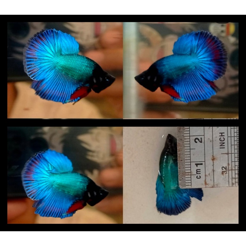 Unique Dolphin Head
