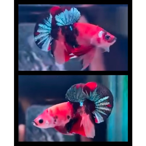 Nemo Classic Copper