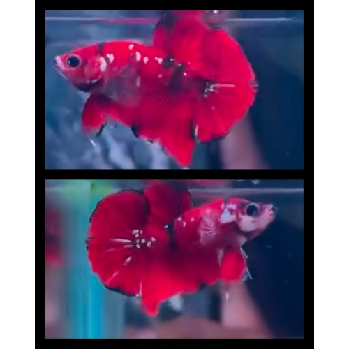 Red Koi Copper 1