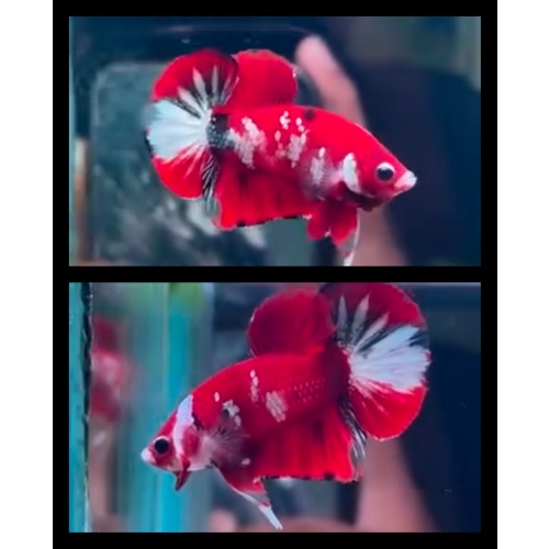 Red Koi Copper 2