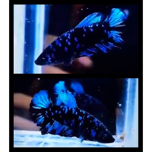 Female Avatar Blue
