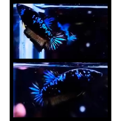 Female Avatar Nemo Wash