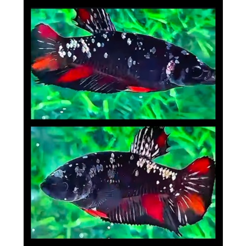 Female Avatar Copper Nemo