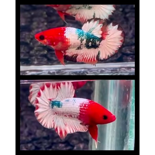 Pair Orange Fancy Copper