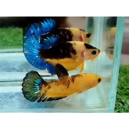 Pair Nemo Candy Big Ear