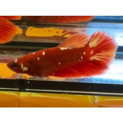 Female Red Gold 1