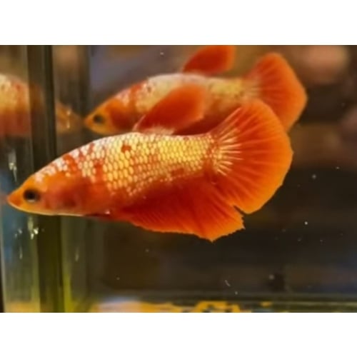 Female Red Gold 2